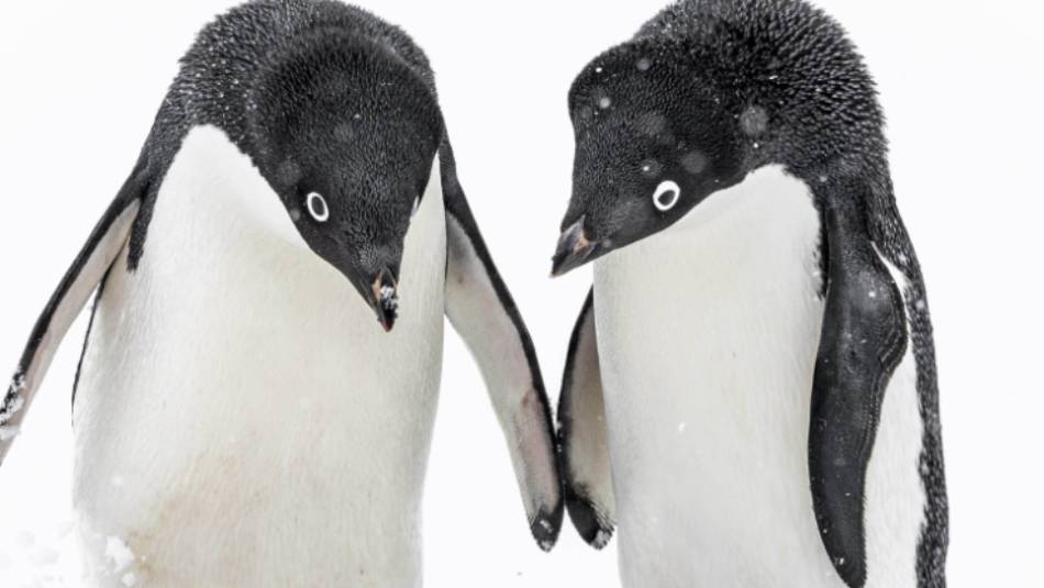 A pair of Adelie penguins, Antarctica | Sara Jenner