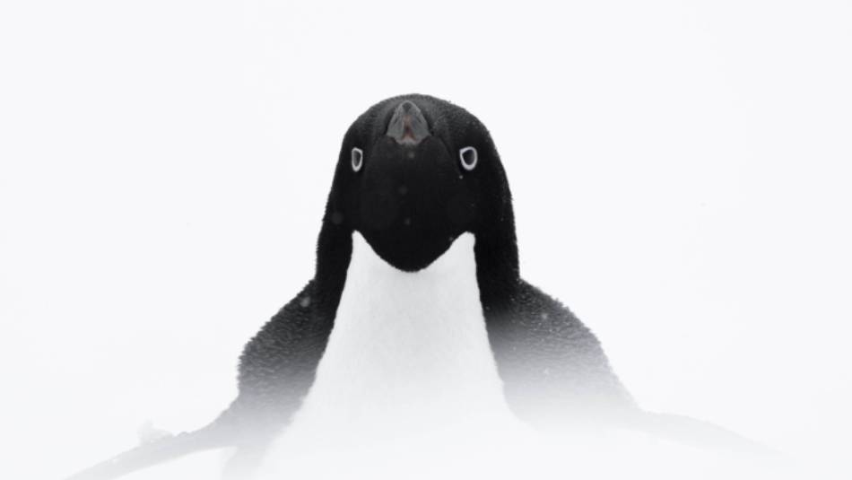 Adelie penguin, Antarctica | Sara Jenner