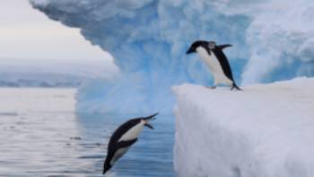 Adelie Penguins Antarctica,K Ovsyanikova Adelie Penguins take the plunge in Antarctica