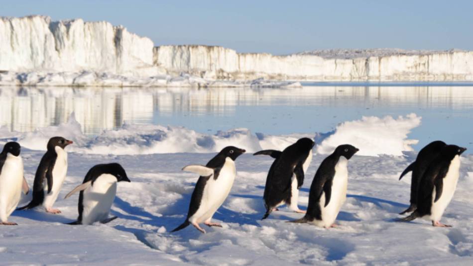 Busy little Adelie Penguins