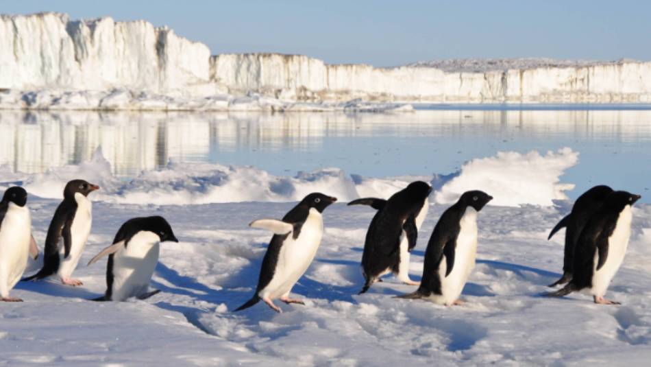 Busy little Adelie Penguins