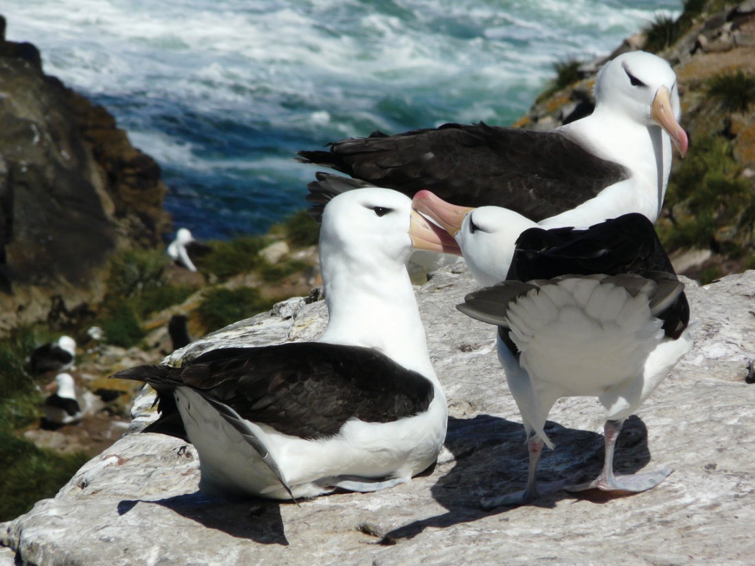 The Antarctic is home to a vast number of bird species, including the Black-browed Albatross |  <i>Anne Clark</i>