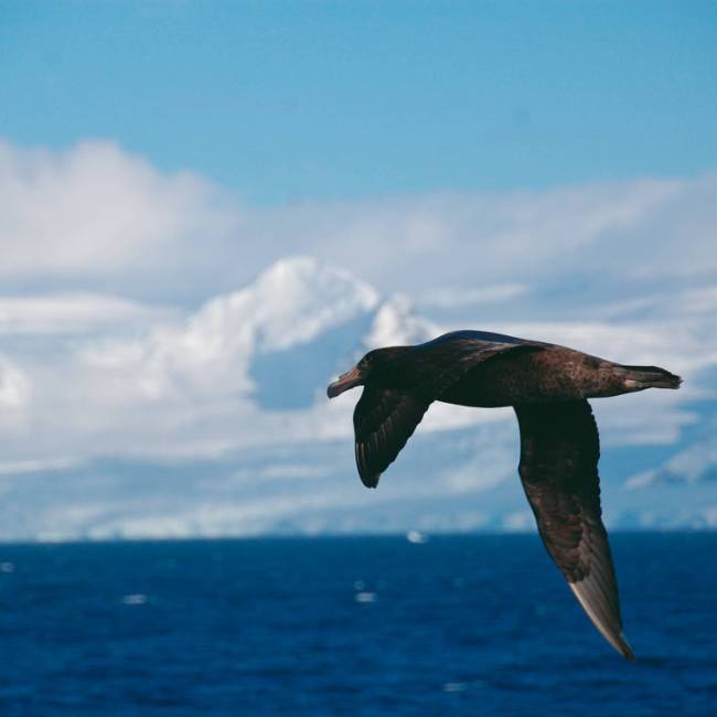 A giant petrel soars alongside a boat in Antarctica | Eve Ollington