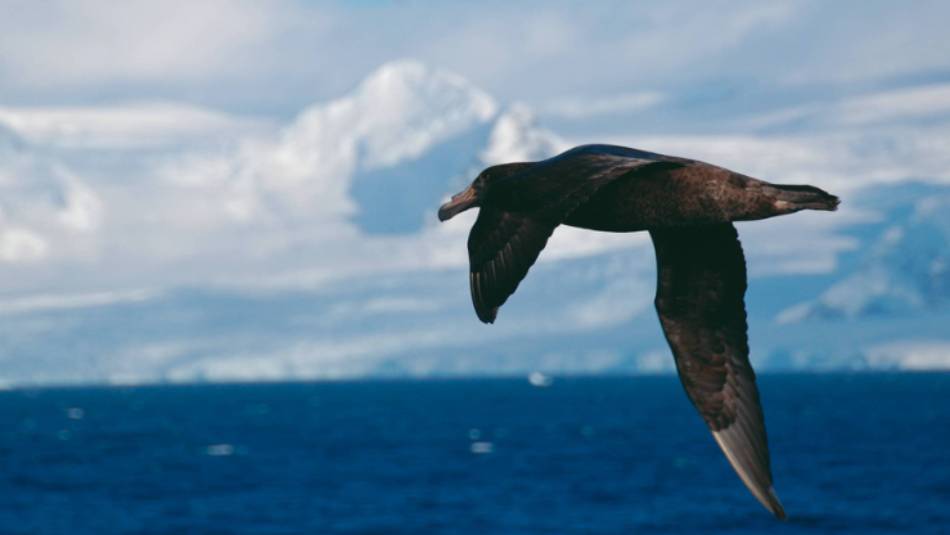 A giant petrel soars alongside a boat in Antarctica | Eve Ollington