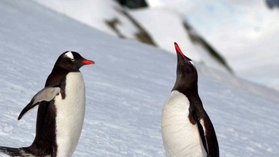 A pair of Gentoo penguins wander the ice | Pam Drummond