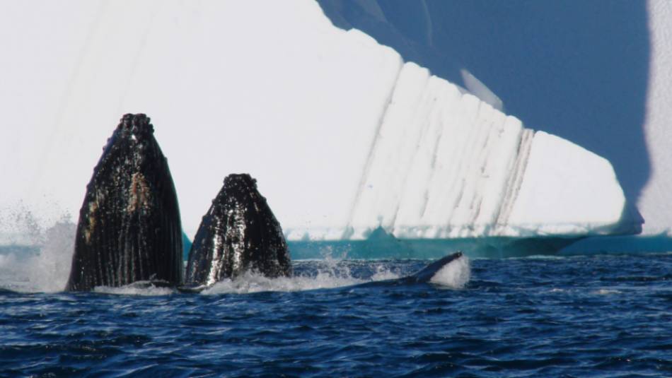Humpback Whales off the coast of Cuverville Island, Antarctica | Elaine Clueit