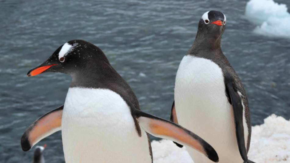 Curious Gentoo penguins running around on the ice | Pam Drummond