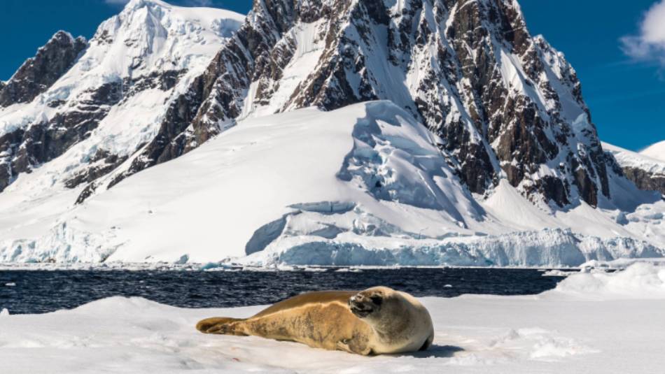 A leopard seal rests on an iceberg in Antarctica | Richard I'Anson