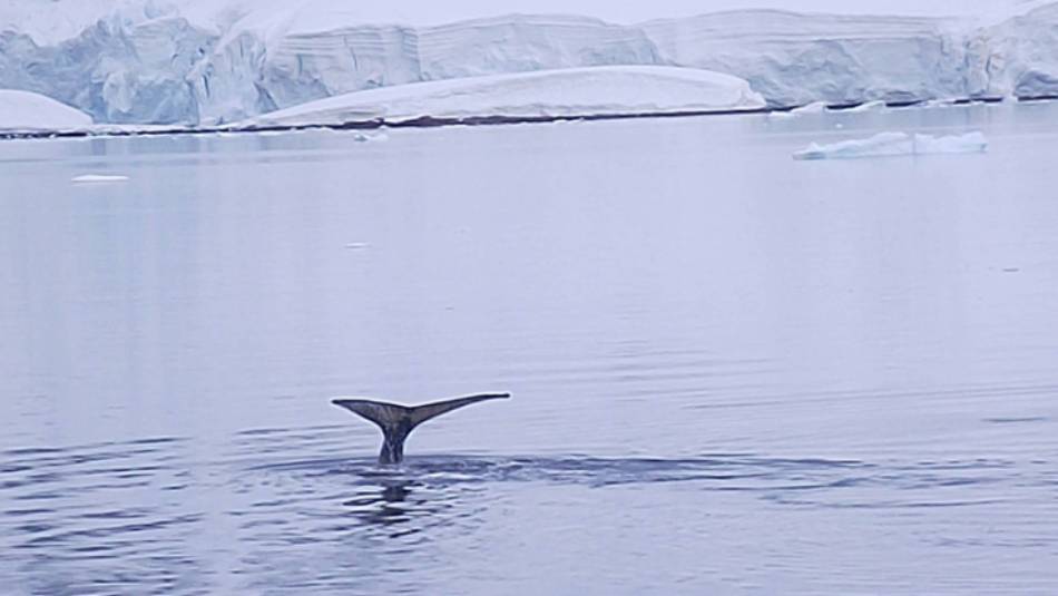 Humpback whale barely makes a ripple