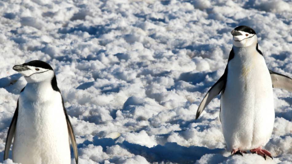 Chinstrap Penguins in Half Moon Bay | Kyle Super