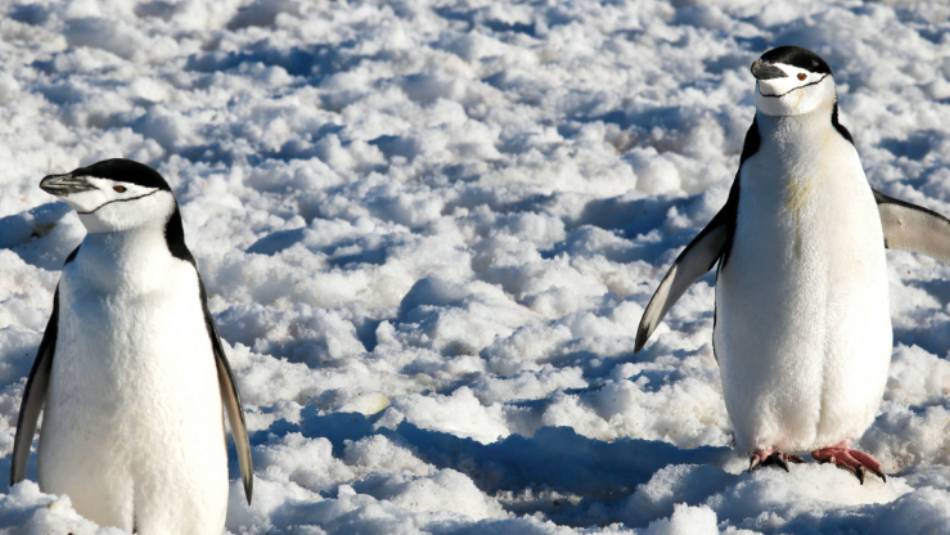 Chinstrap Penguins in Half Moon Bay | Kyle Super
