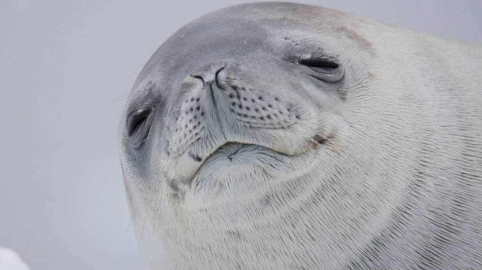 Zen Crabeater Seal | Alex Cearns Houndstooth Studio