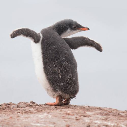 Gentoo dance