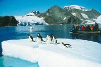 Rookeries supporting literally hundreds of penguins feature on all our voyages to the antarctic peninsula -  Photo: Greg Mortimer