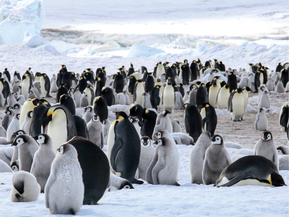Emperor Penguin colony in Antarctica |  <i>Kyle Super</i>
