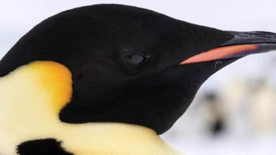 Distinct markings of the Emperor penguin | Kyle Super