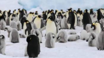 Colony of Emperor Penguins and their chicks