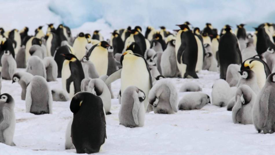 Colony of Emperor Penguins and their chicks | Kyle Super