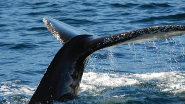 Breaching whale, Antarctic Peninsula