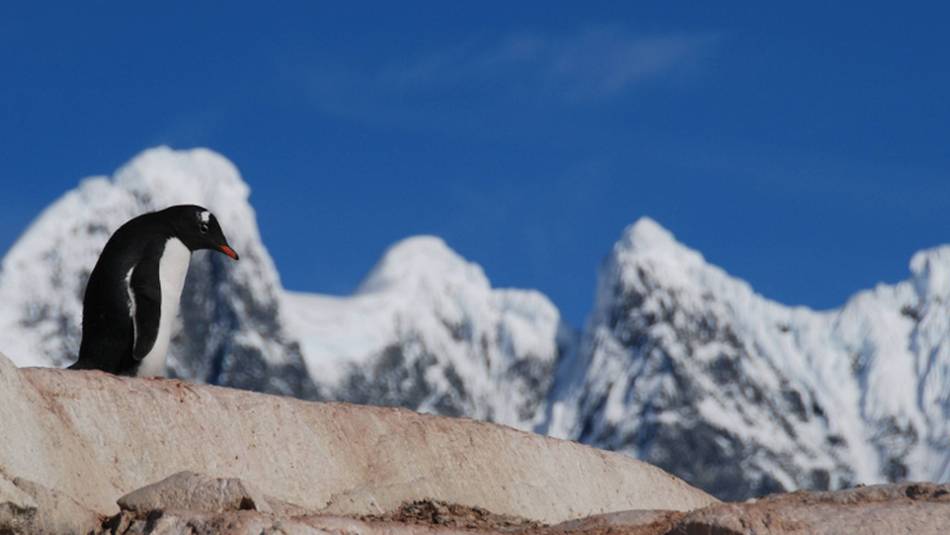 A lone Gentoo Penguin