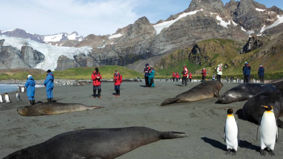The wildlife rich beaches of South Georgia | Peter Walton