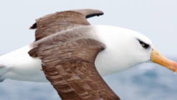 Campbell Island Albatross,Kylie Jones Campbell Island Albatross in flight