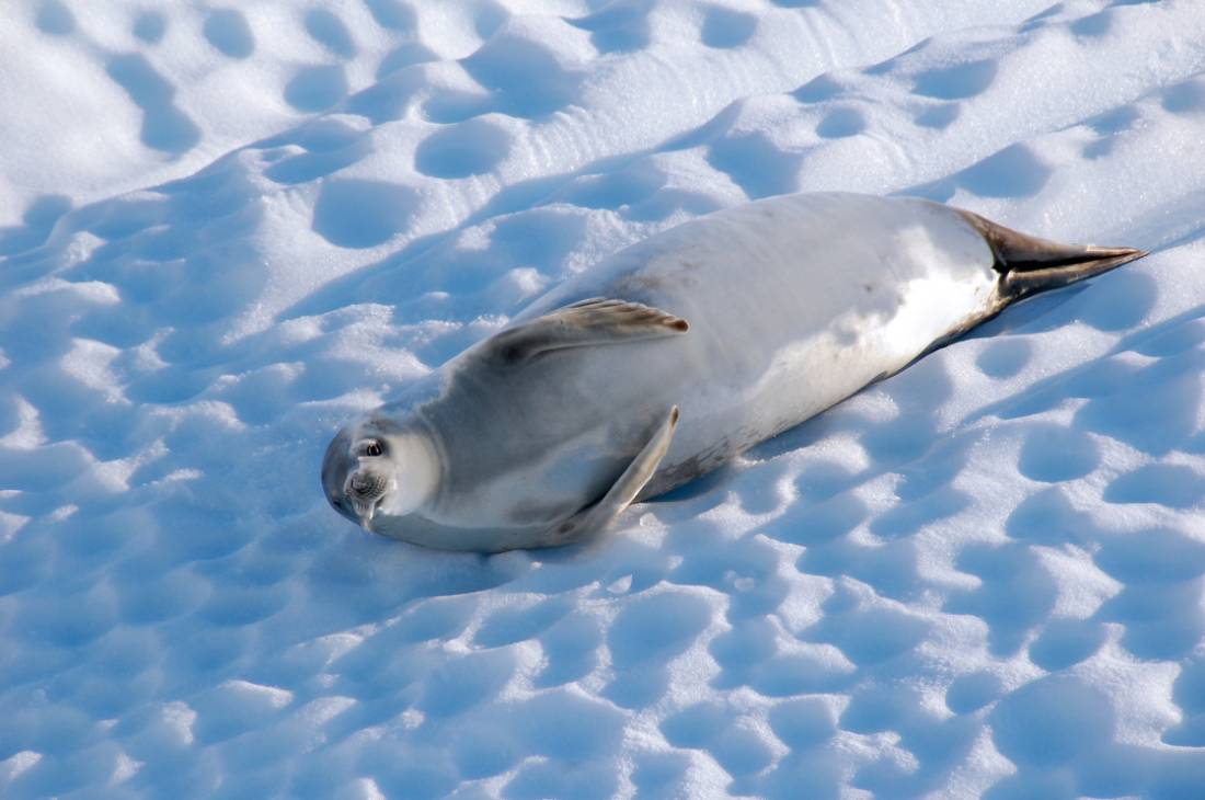A Crabeater seal relaxes on an iceberg, Antarctica |  <i>Eve Ollington</i>