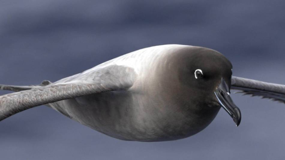 Light-mantled Albatross soars over the waters of the Drake Passage | Sara Jenner