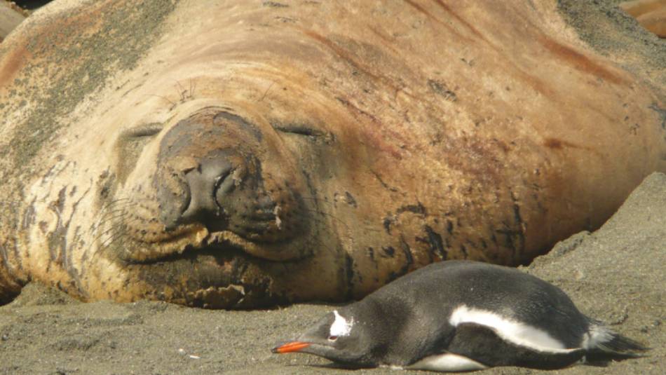 Elephant Seal and Gentoo penguin cordially sharing some common ground at Gold Harbour in South Georgia | Alan Levy