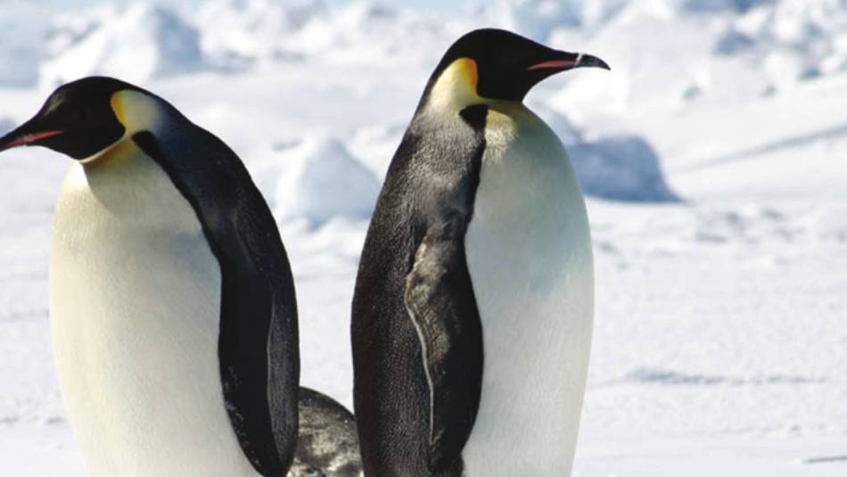 Emperor Penguins Antarctica | Toni Whythes
