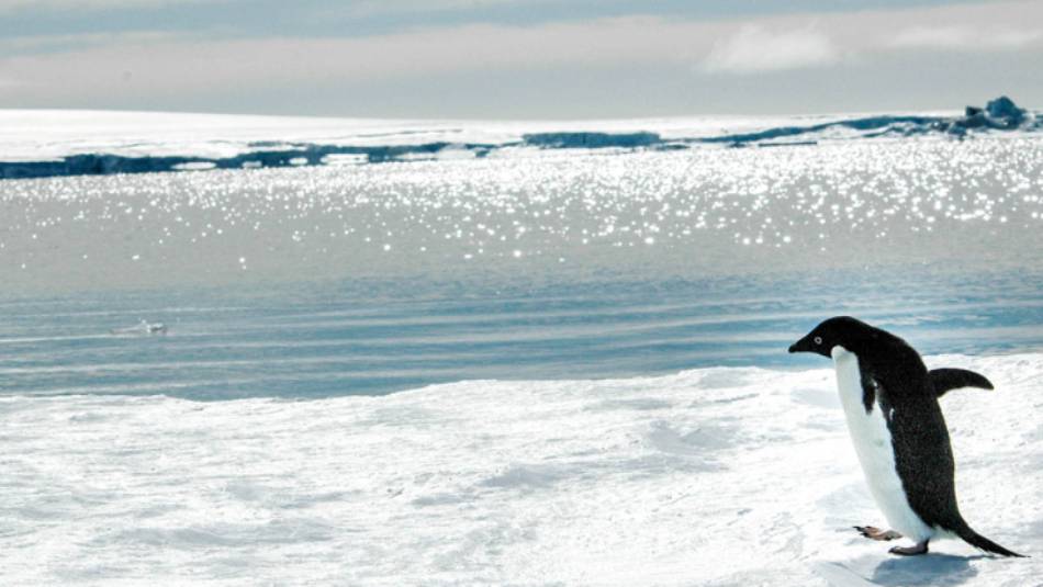 Adelie penguin near Snow Hill Island, Antarctica | Ilja Reijnen