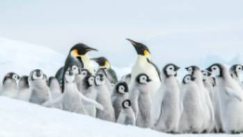 Emperor penguins, Snow Hill Island, Antarctica, Nov © Ilja Reijnen-Oceanwide Expeditions (38).jpg_Ilja Reijnen,Ilja Reijnen The Emperor Penguin colony at Snow Hill, Antarctica
