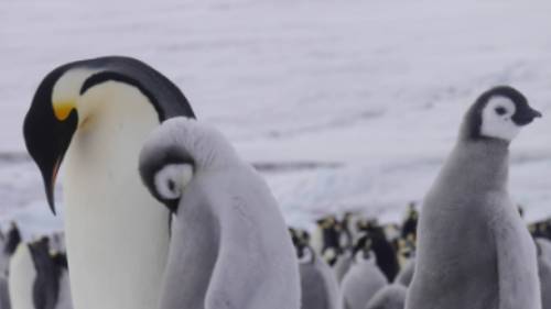 Emperor penguins at Snow Hill Island in the Weddell Sea | Sebastian Schijf