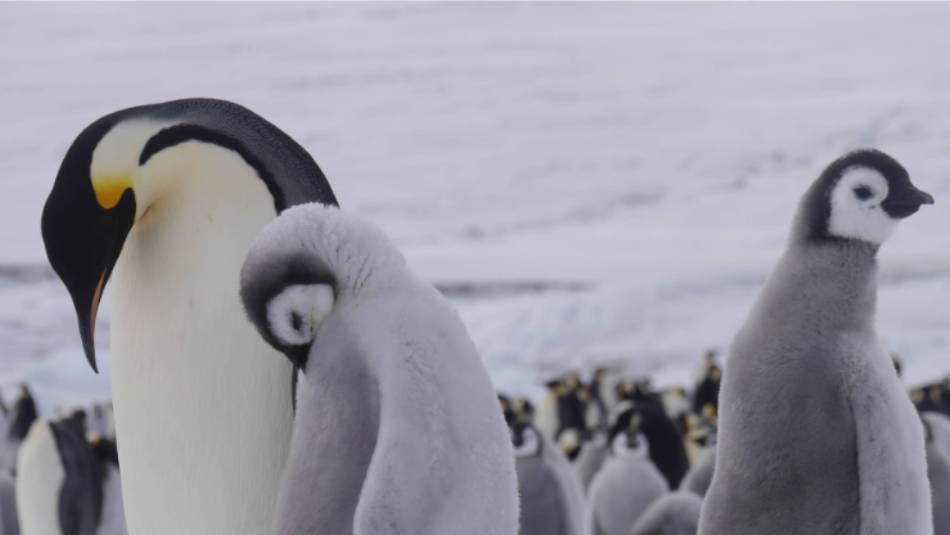 Emperor penguins at Snow Hill Island in the Weddell Sea | Sebastian Schijf