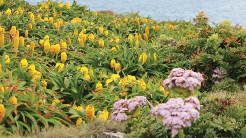 Megaherbs on Enderby Island | Rachel Imber
