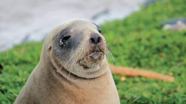 Female New Zealand hooker sea lion enjoying the sunshine | Rachel Imber