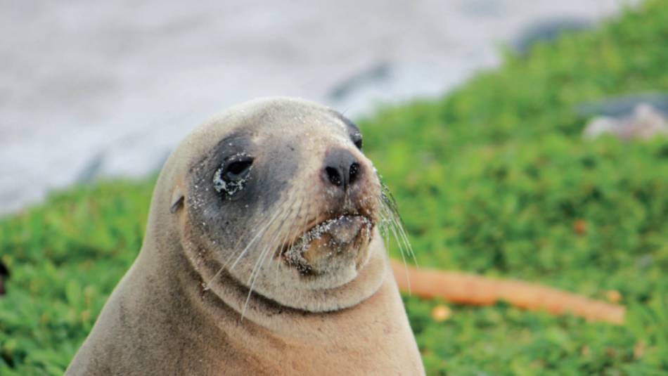 Female New Zealand hooker sea lion enjoying the sunshine | Rachel Imber