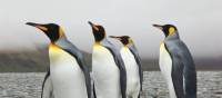 King penguins on South Georgia | Peter Walton