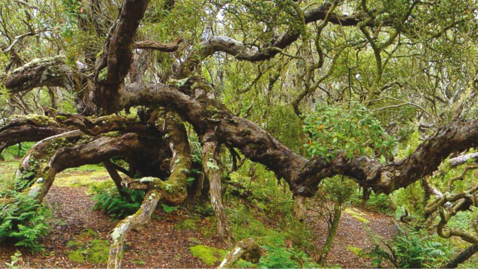 Southern Rata forest, old woody plants that are not trees, but form a tree-like forest, on Enderby Island | Kerrod Wells