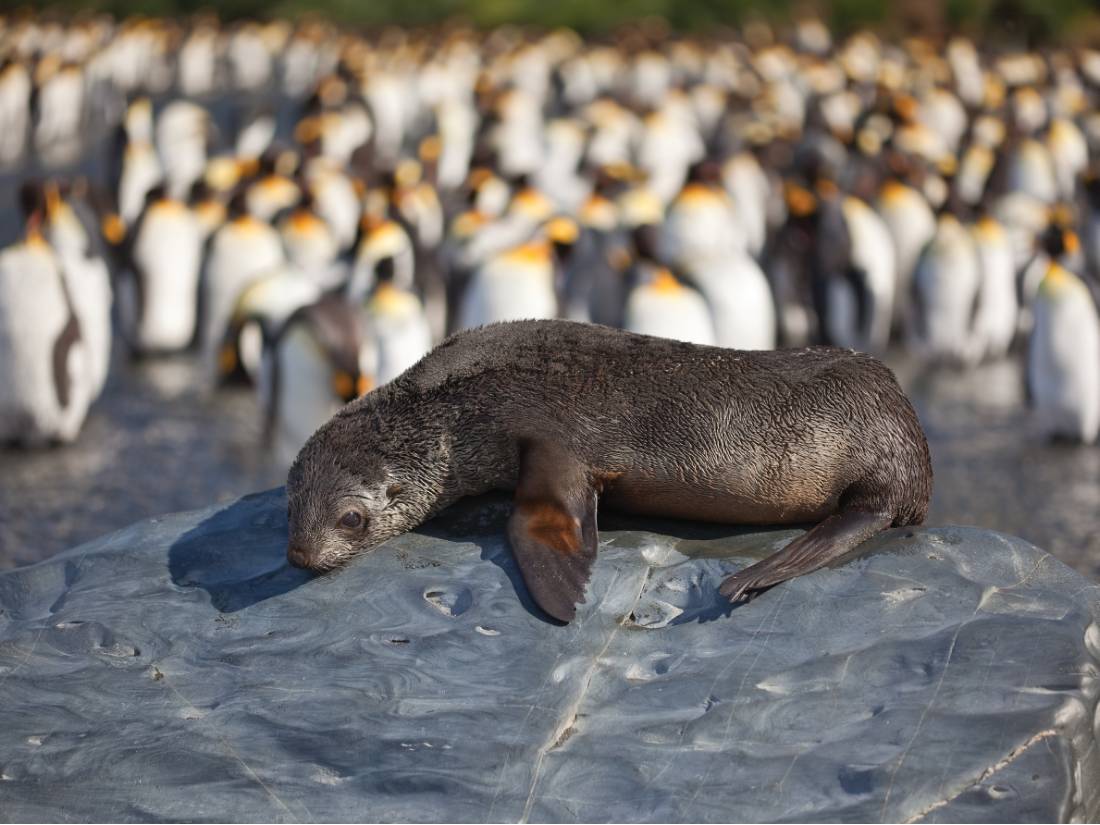 A young fur seal basks in the sun in South Georgia |  <i>Peter Walton</i>