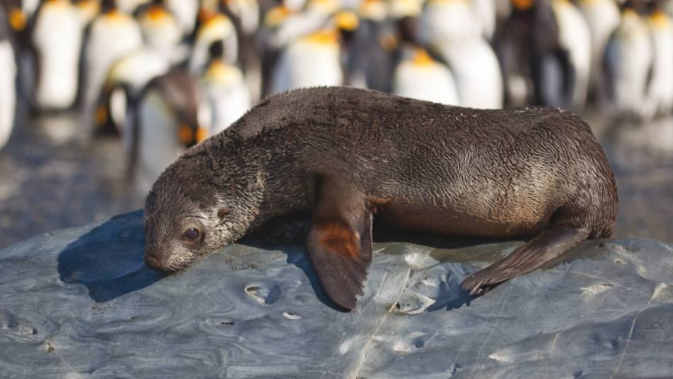 A young fur seal basks in the sun in South Georgia | Peter Walton