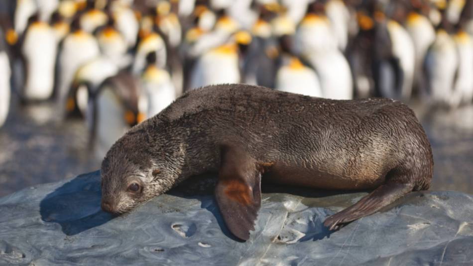 A young fur seal basks in the sun in South Georgia | Peter Walton