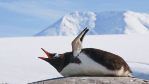 Squawking Gentoo Penguin, Antarctic Peninsula | Peter Walton