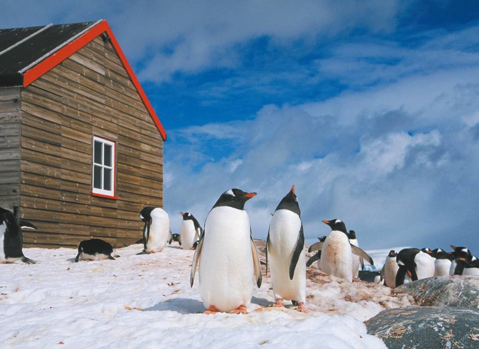 Prolific wildlife and amazing history can both be discovered in the Antarctic Peninsula |  <i>Sue Werner</i>