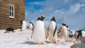 Prolific wildlife and amazing history can both be discovered in the Antarctic Peninsula