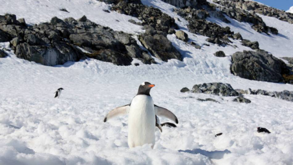 Gentoo penguin on the Antarctic peninsula | Learna Cale