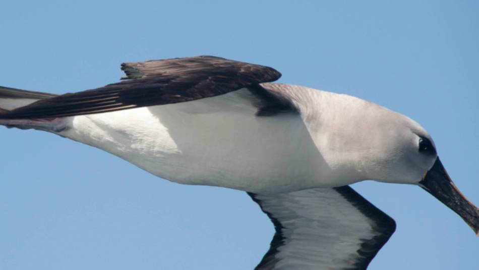 Grey-headed Albatross | Erwin Vermeulen