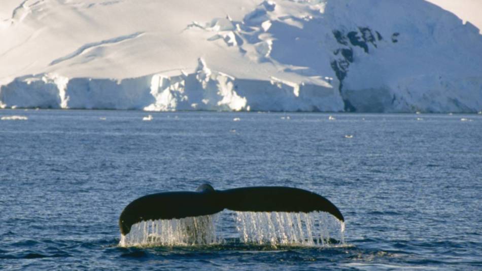 Humpback Whales can put on spectacular displays of acrobatics | Goran Ehlme, Oceanwide Expeditions
