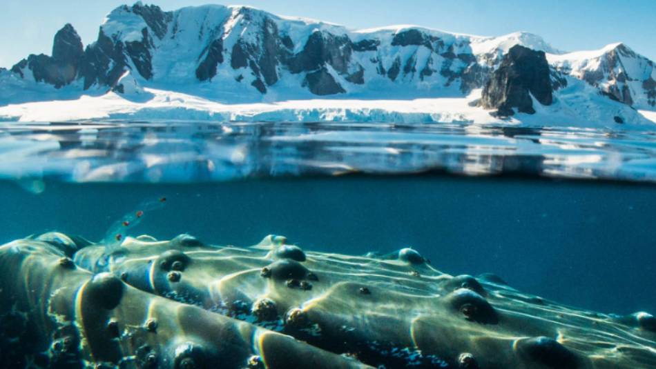 A humpback whale in Antarctica | Dietmar Denger
