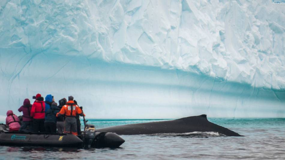 Close encounter with a humpback whale | Morten Skovgaard